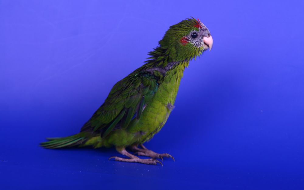 Kakariki Parrot