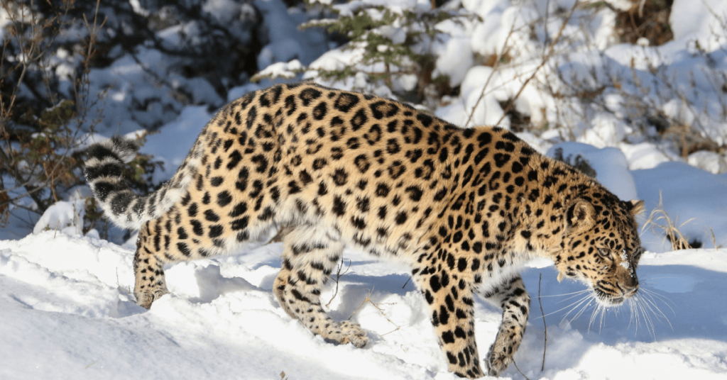 information about leopard in Hindi