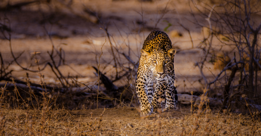 information about leopard in Hindi