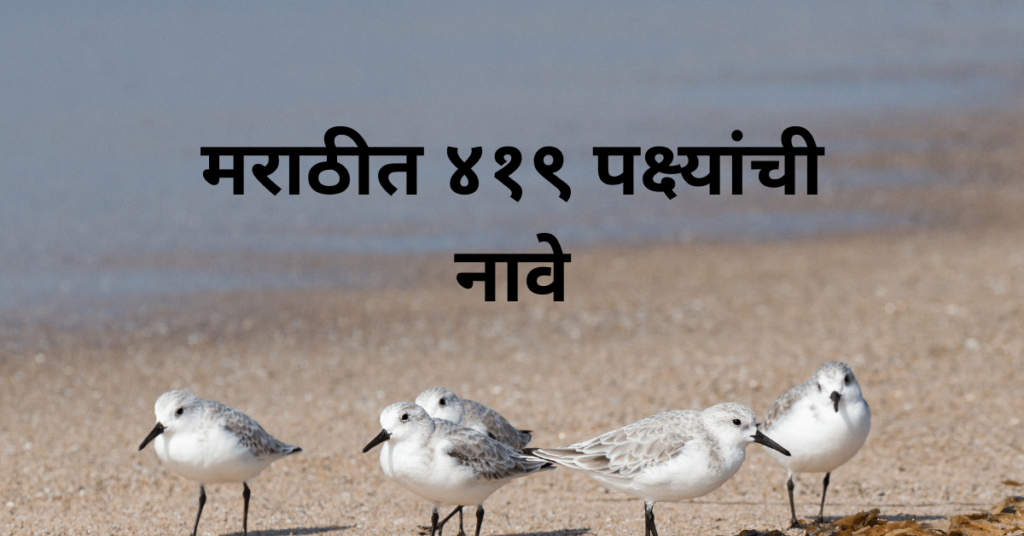 birds name in marathi
