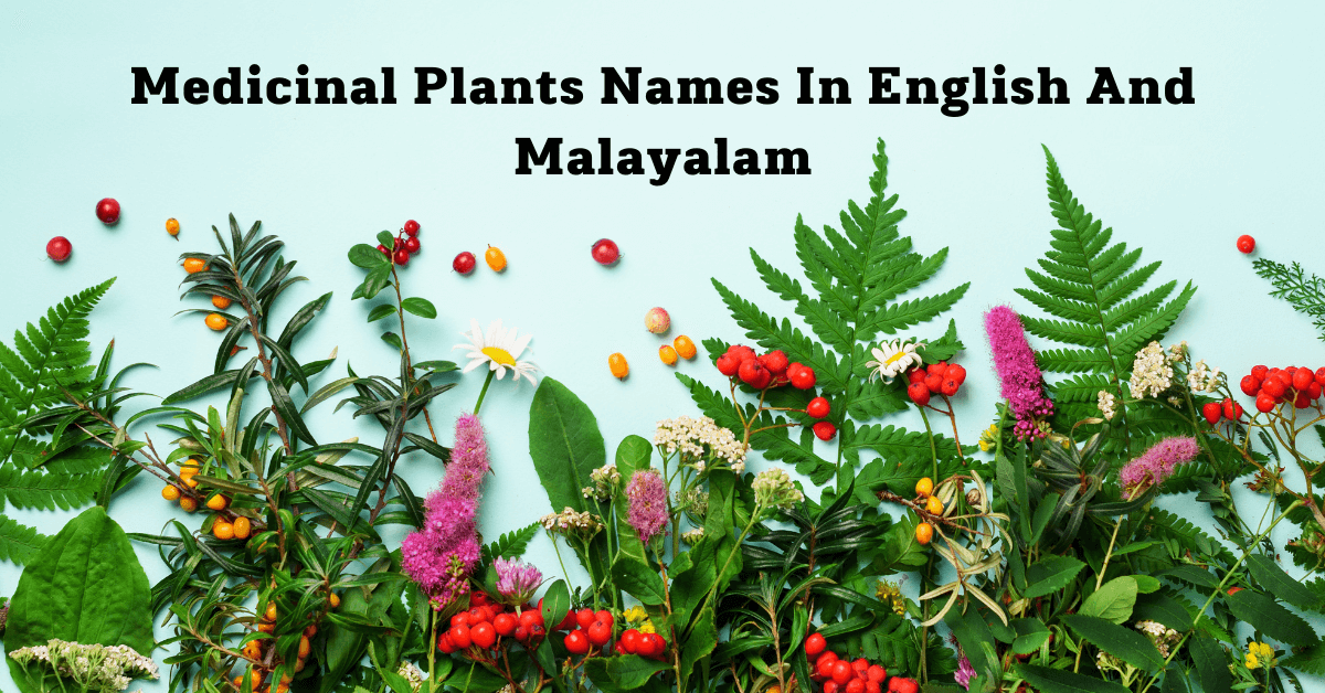 Medicinal Plants Names In English And Malayalam