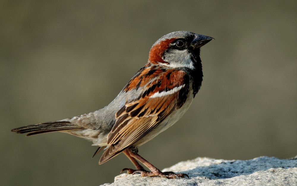 Amazing Facts About Sparrow in Hindi