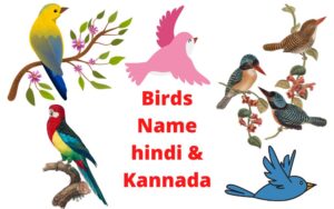 birds name in hindi and kannada