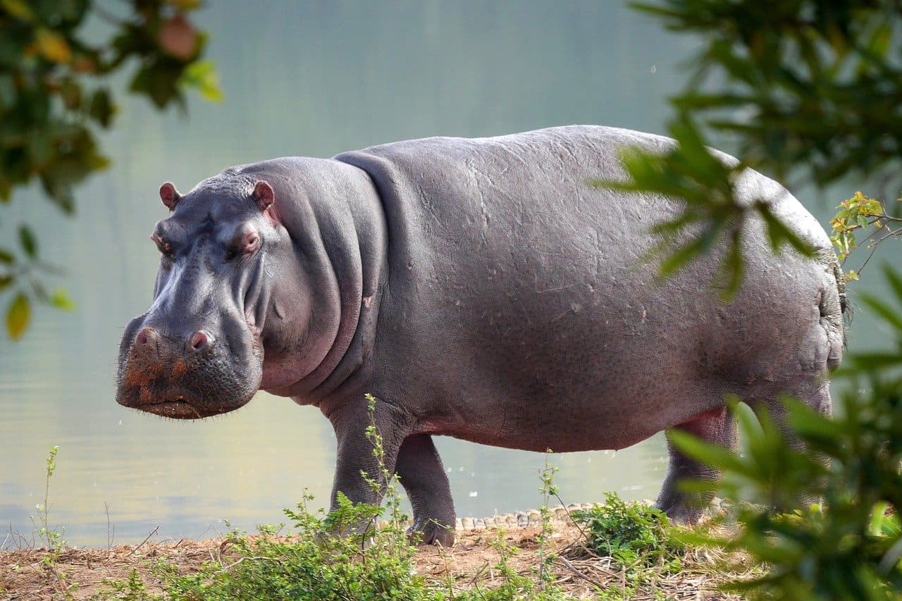 hippopotamus in hindi