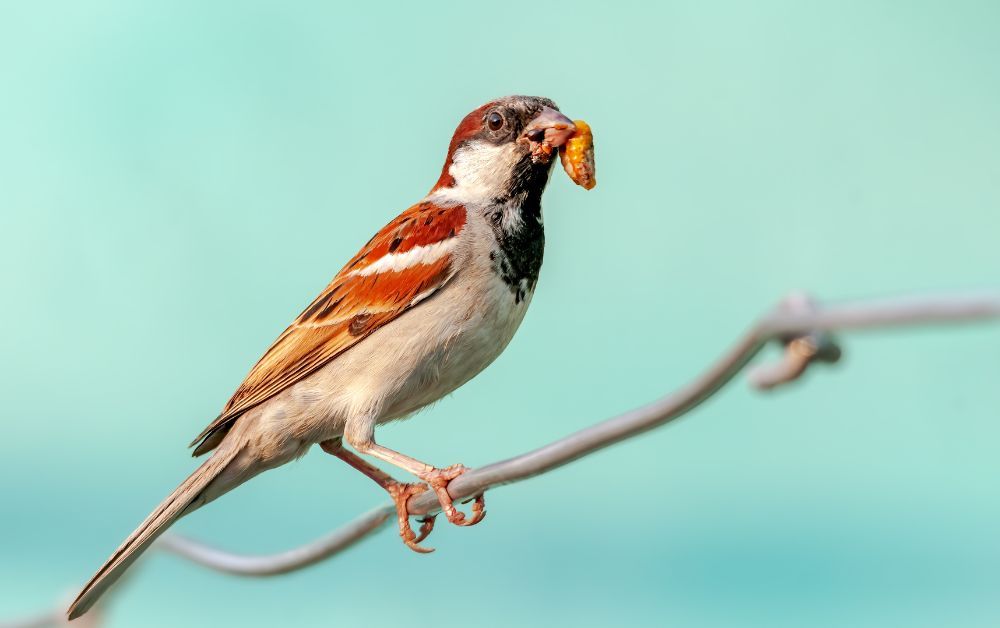 male sparrow eating an insect