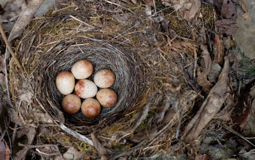 sparrow eggs