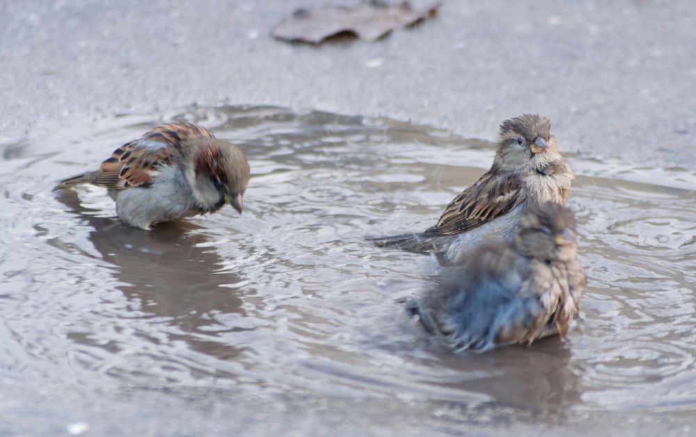 sparrow flock bathing