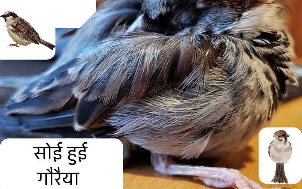 sparrow in hindi