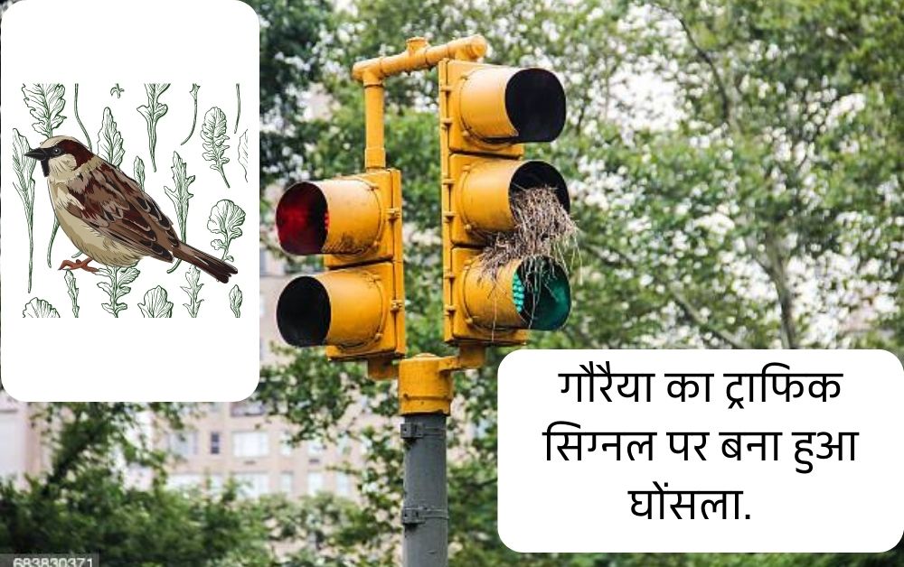 sparrow nest made on a traffic signal
