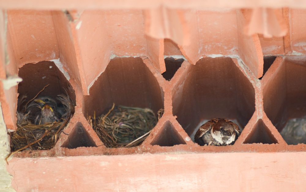 sparrow nest