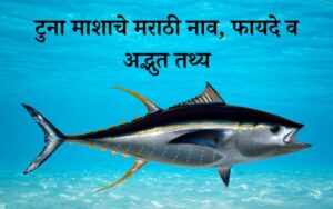 tuna fish in marathi