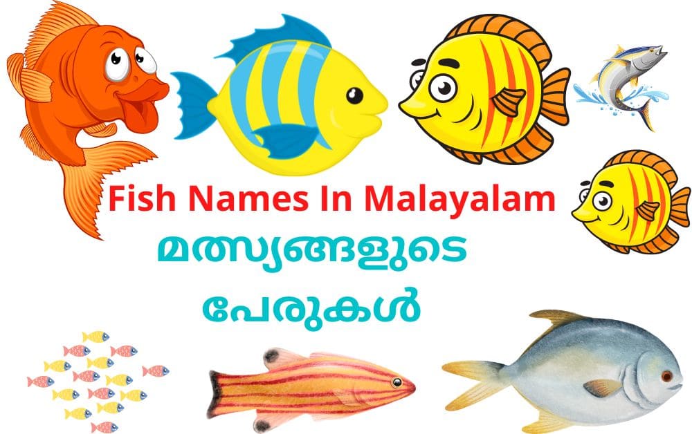 fish names in malayalam