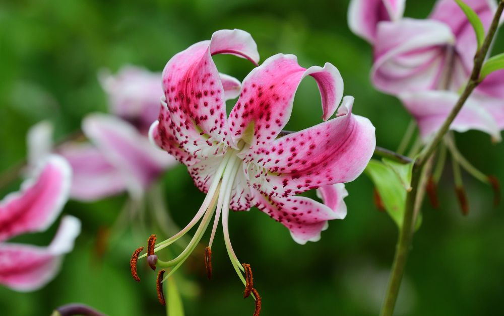 Japanese lily