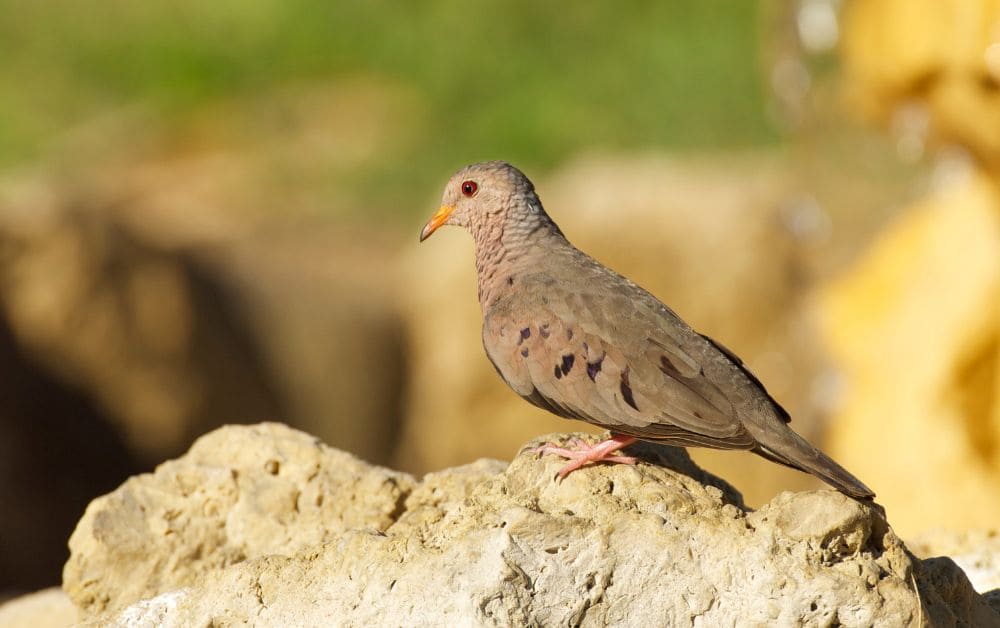 Pigeon in hindi