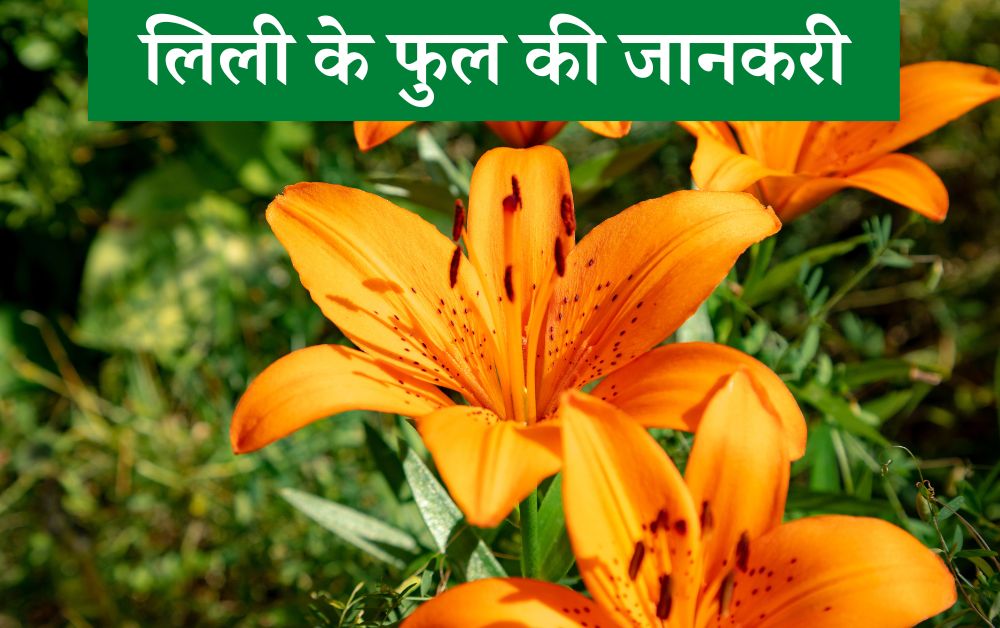 lily flower in hindi