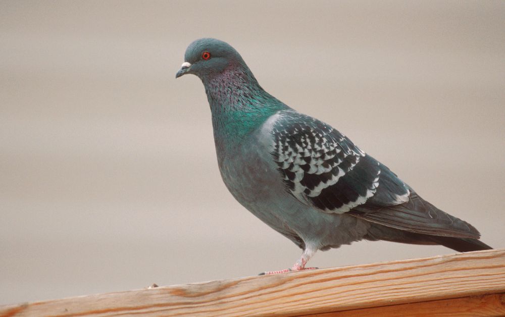 pigeon information in hindi