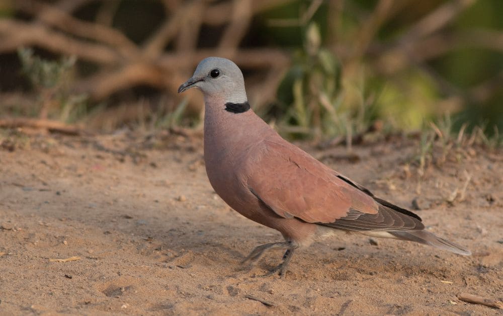 red collared dove