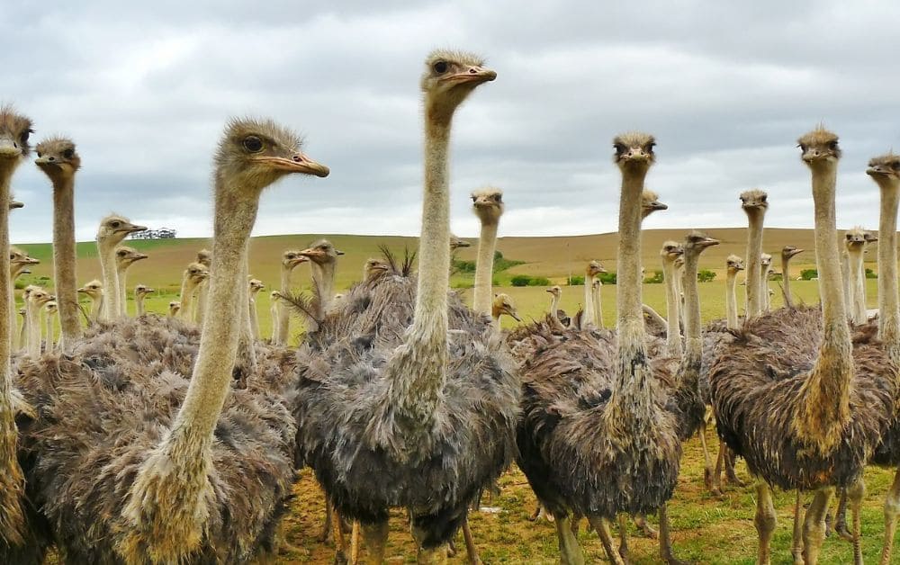 Flock of ostriches