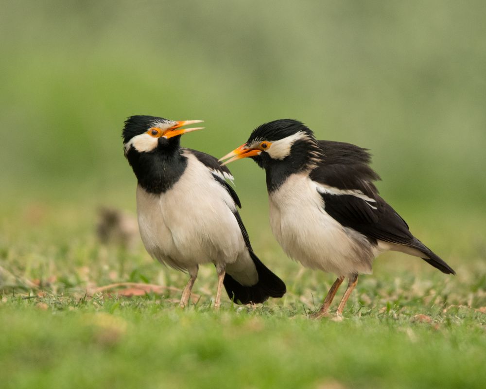 Indian pied myna