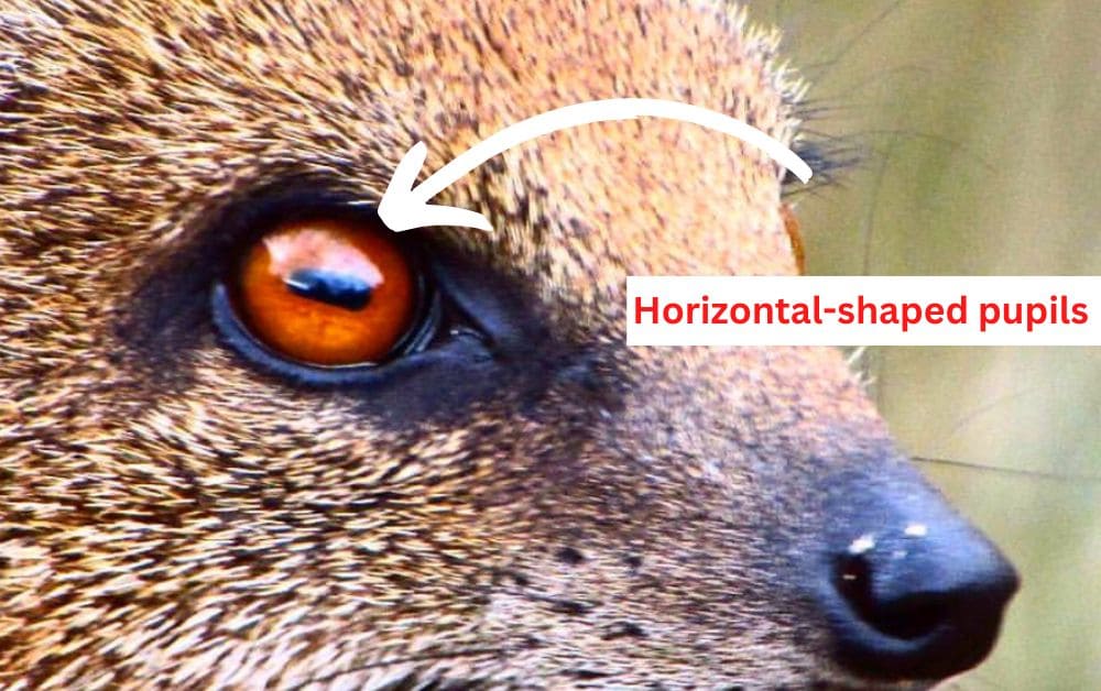 mongoose horizontal shaped pupils