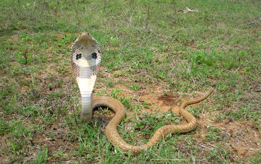 Spectacled Cobra 