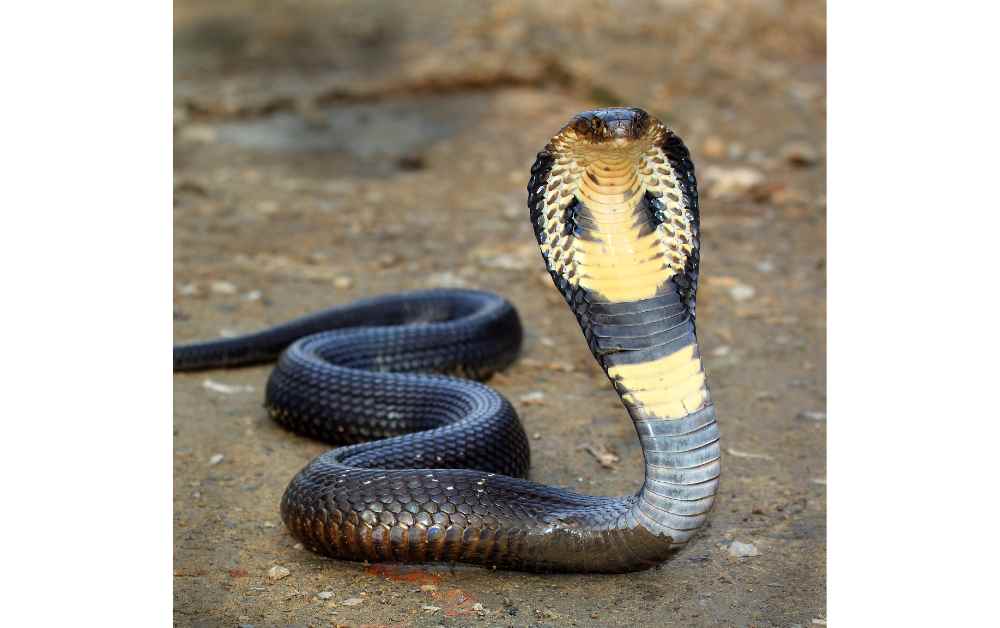 different types of snakes in hindi