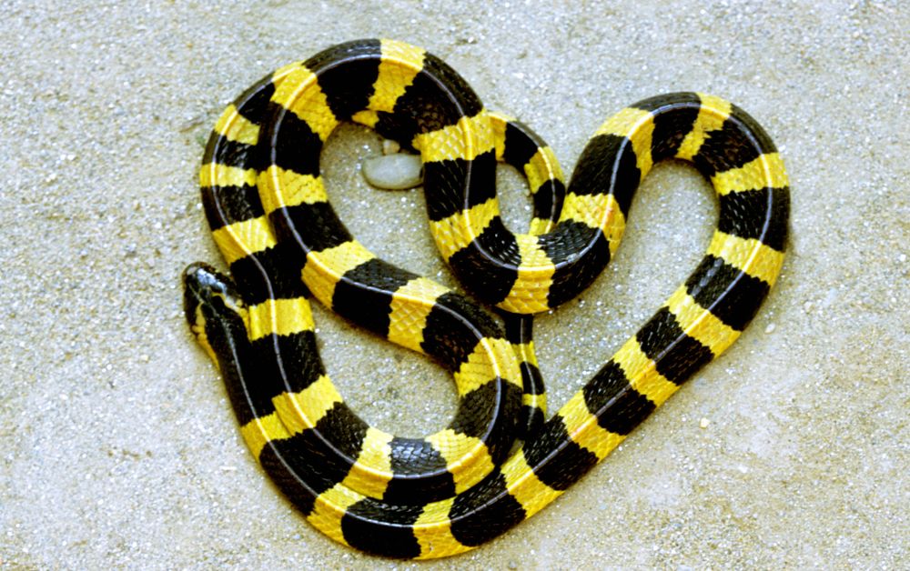 snake name in hindi