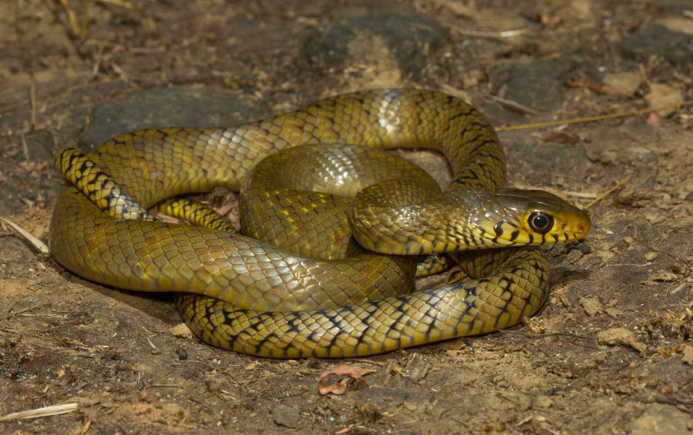 snake name in hindi