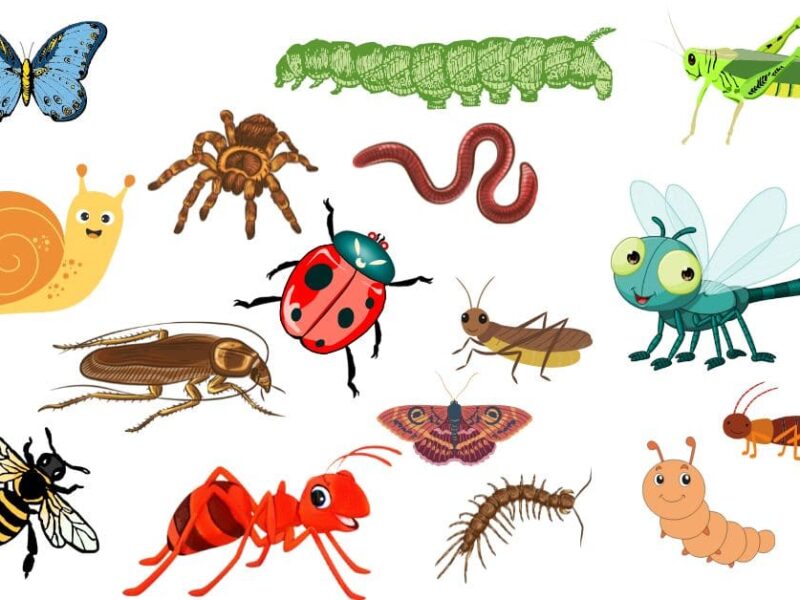 insects names in kannada