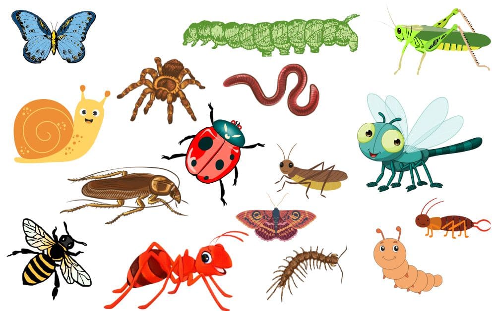 insects names in kannada
