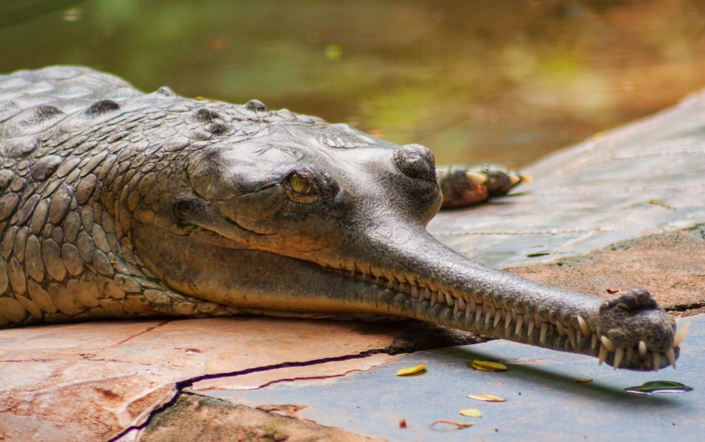 gharial in hindi